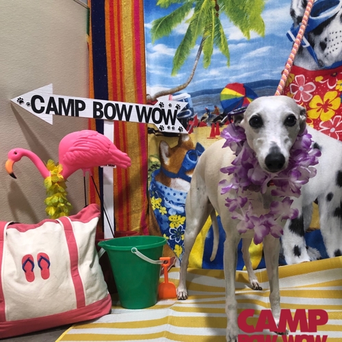 Beach Pawty 2020