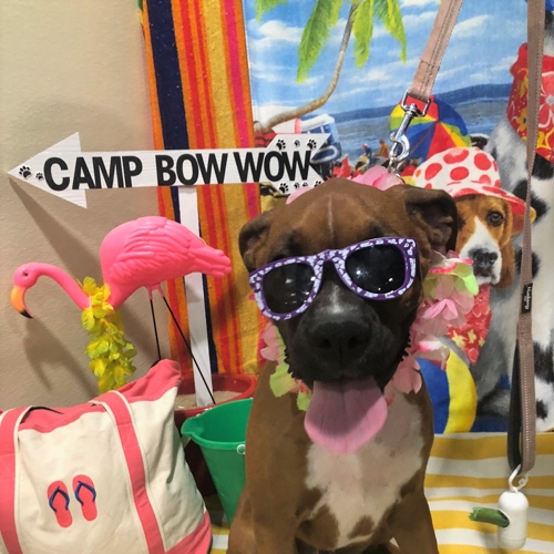 Beach Pawty 2020