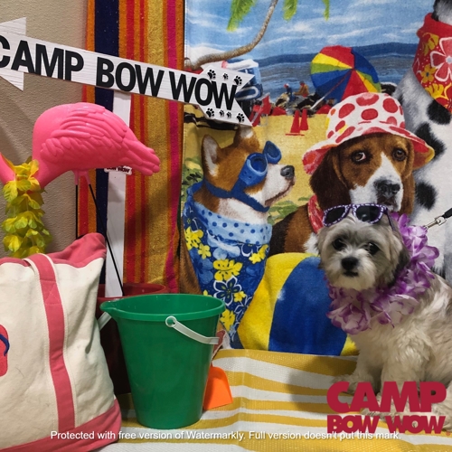 Beach Pawty 2020