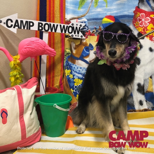 Beach Pawty 2020