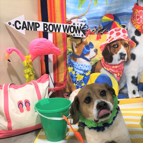 Beach Pawty 2020