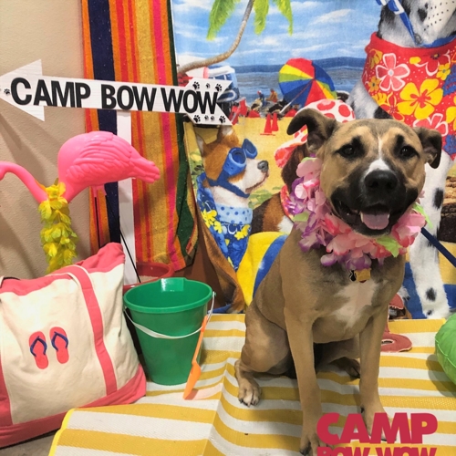 Beach Pawty 2020