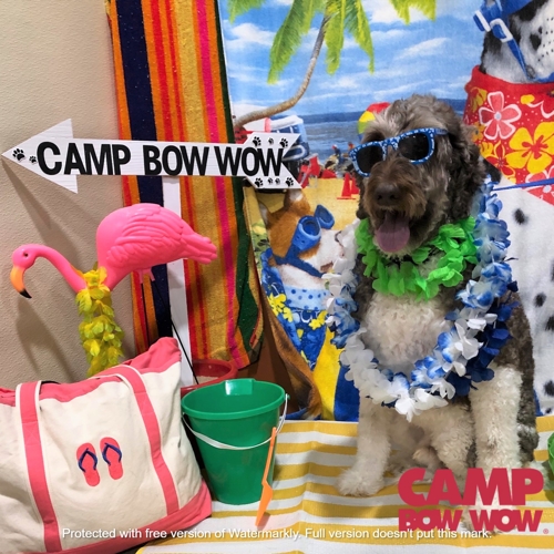 Beach Pawty 2020