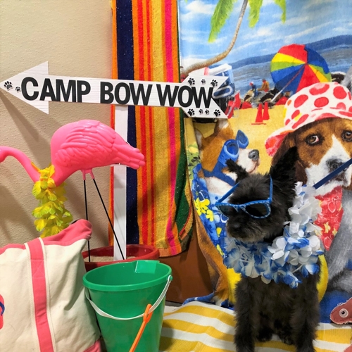 Beach Pawty 2020