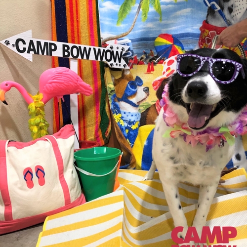 Beach Pawty 2020