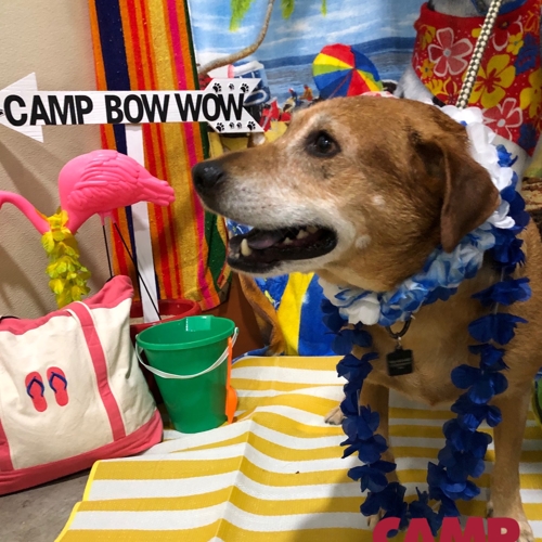 Beach Pawty 2020