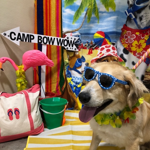 Beach Pawty 2020