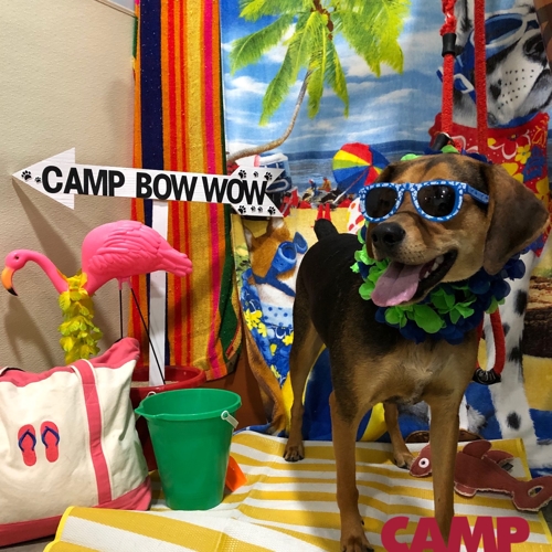 Beach Pawty 2020