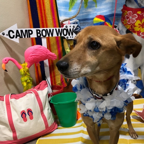Beach Pawty 2020
