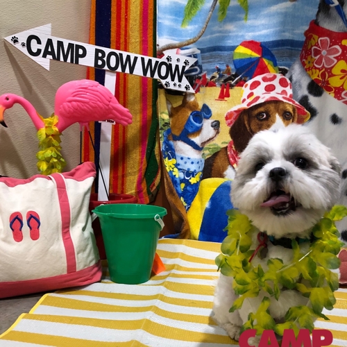 Beach Pawty 2020