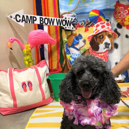 Beach Pawty 2020