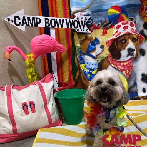 Beach Pawty 2020