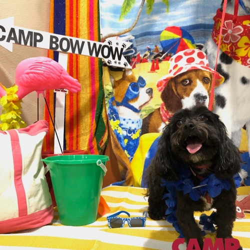 Beach Pawty 2020