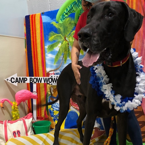 Beach Pawty 2020