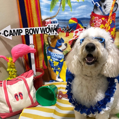 Beach Pawty 2020