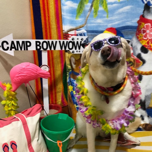 Beach Pawty 2020