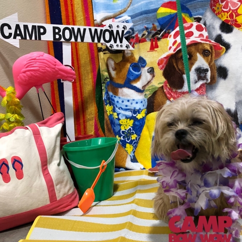 Beach Pawty 2020