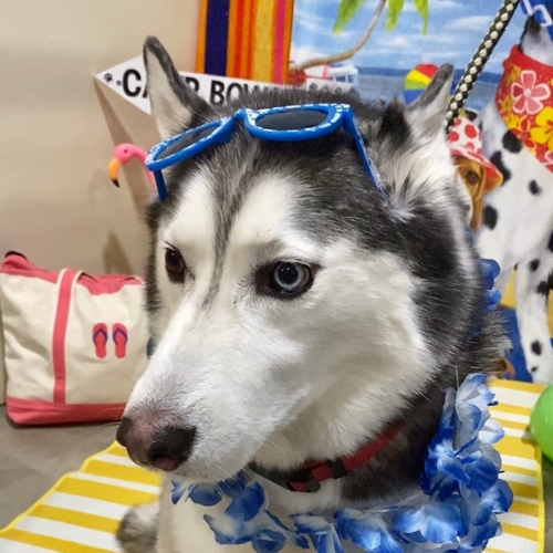 Beach Pawty 2020