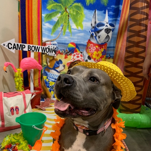 Beach Pawty 2020