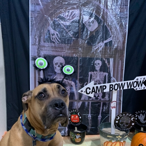 Howl A Ween