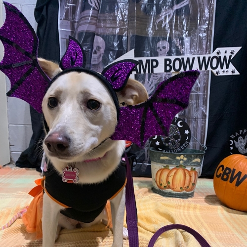 Howl A Ween