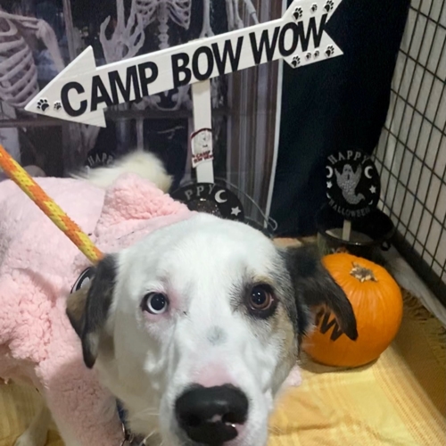 Howl A Ween