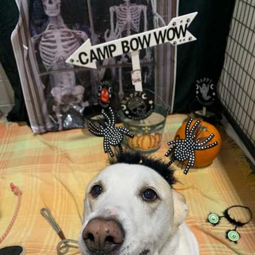 Howl A Ween