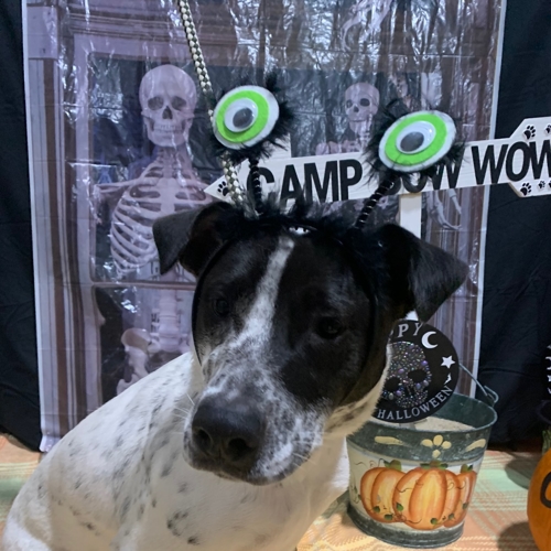 Howl A Ween