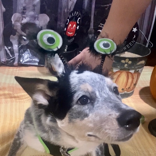 Howl A Ween