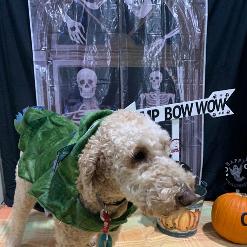 Howl A Ween