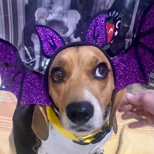 Howl A Ween