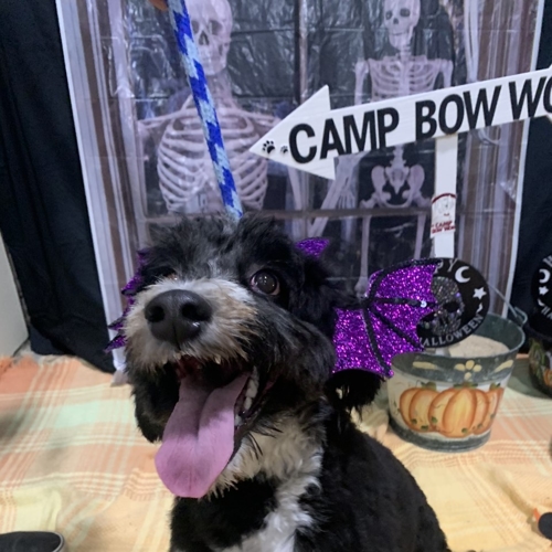 Howl A Ween