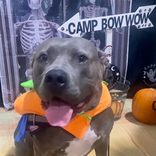 Howl A Ween
