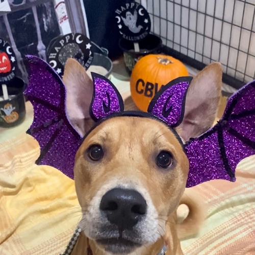 Howl A Ween