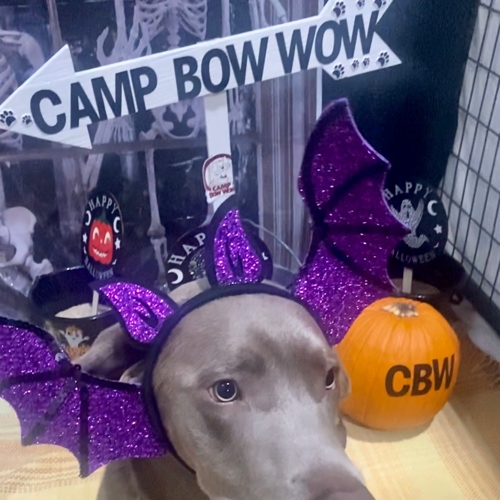 Howl A Ween