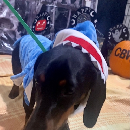 Howl A Ween