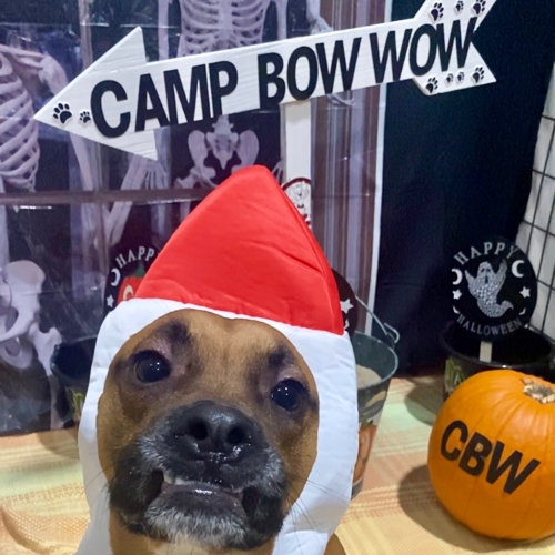 Howl A Ween
