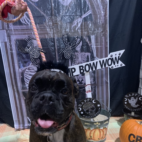 Howl A Ween