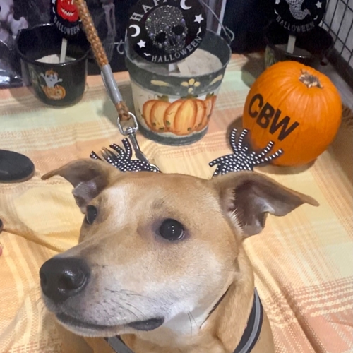Howl A Ween