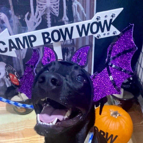 Howl A Ween