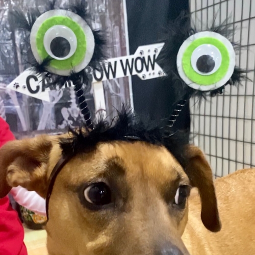 Howl A Ween