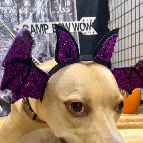 Howl A Ween