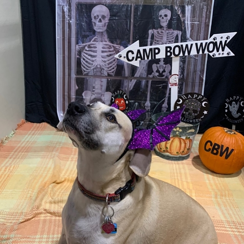 Howl A Ween