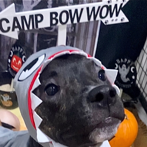 Howl A Ween