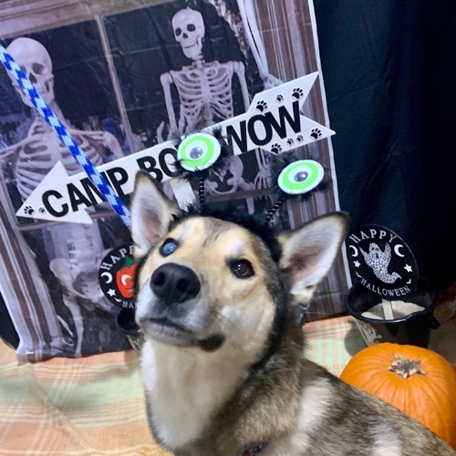 Howl A Ween