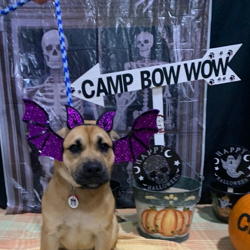 Howl A Ween