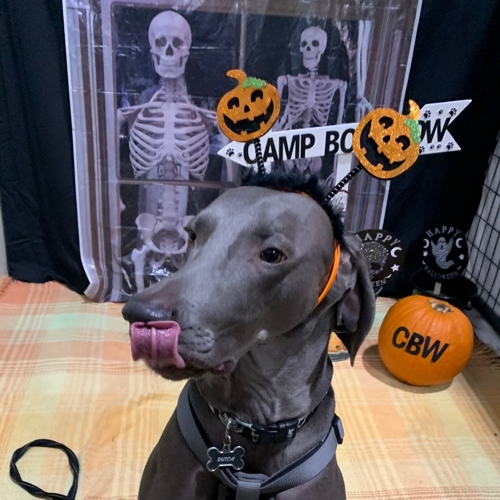 Howl A Ween
