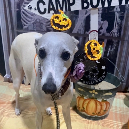 Howl A Ween