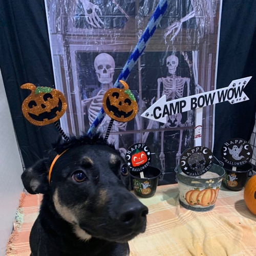 Howl A Ween