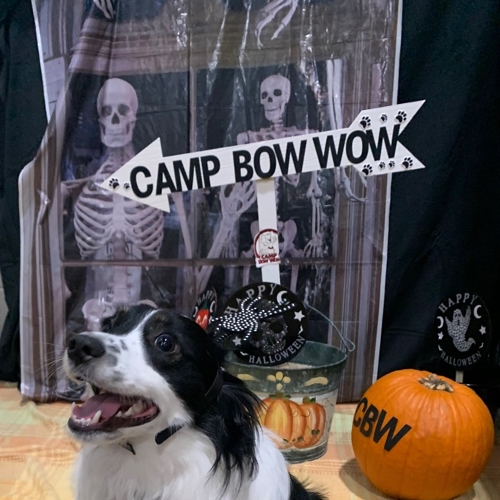 Howl A Ween